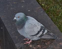 Ptisznosc